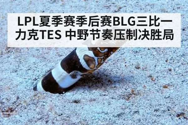 LPL夏季赛季后赛BLG三比一力克TES 中野节奏压制决胜局